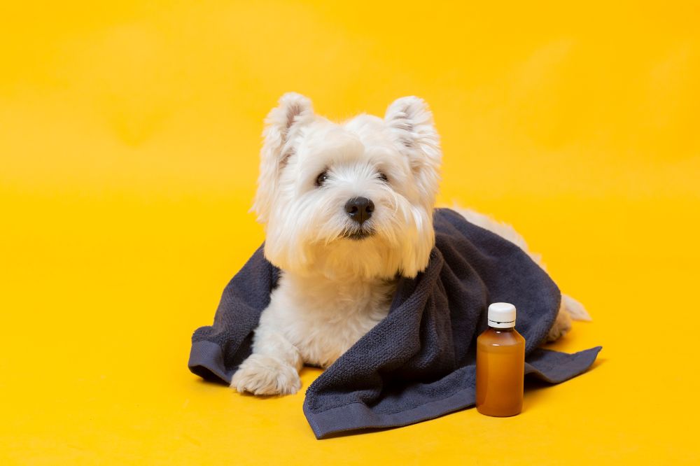 Cosa succede se non proteggi il tuo cane dal freddo