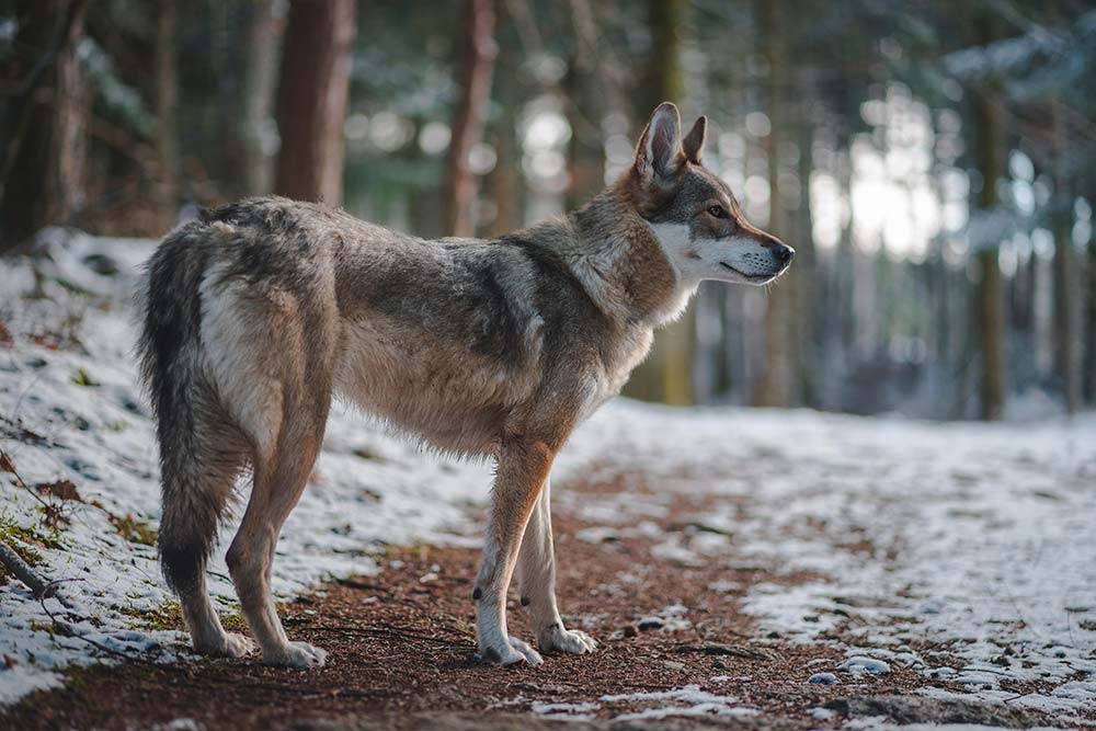 Cuidados Lobo Herreno
