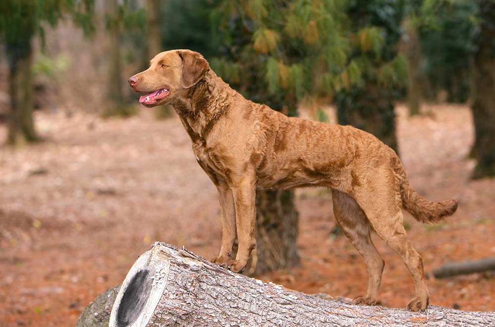 Cuidados del Chesapeake bay retriever