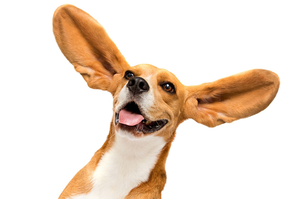 Cuidados del beagle