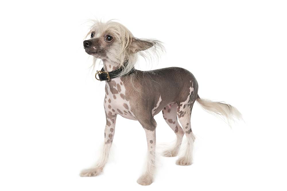 Cuidados del perro crestado chino