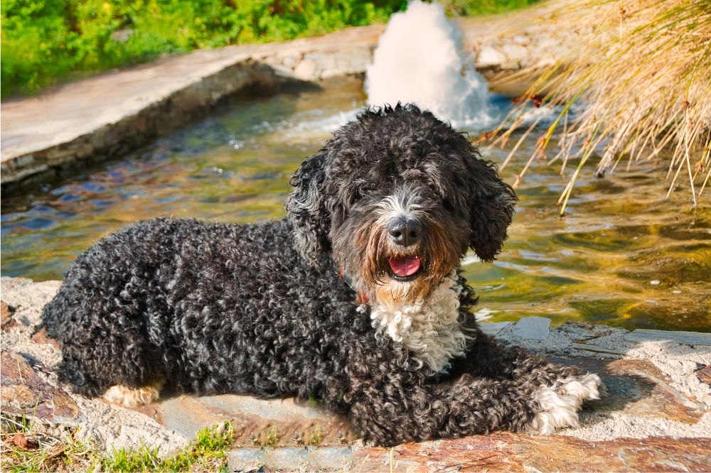 Cura specifica dei cani dacqua