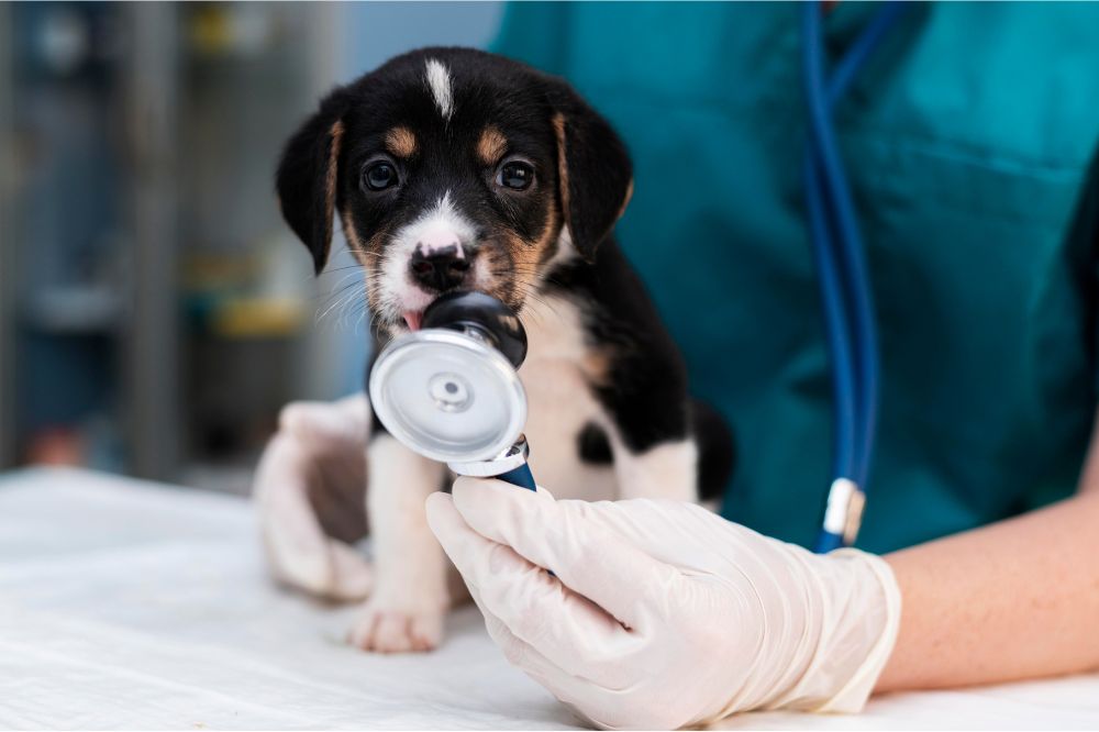 Diagnostic de la maladie de Parkinson chez le chien
