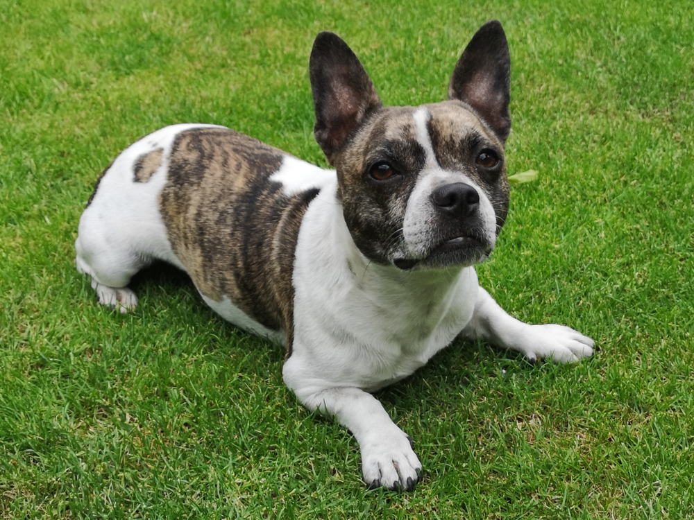 Chibull,Is,Lying,In,The,Grass,,French,Bullhuahua
