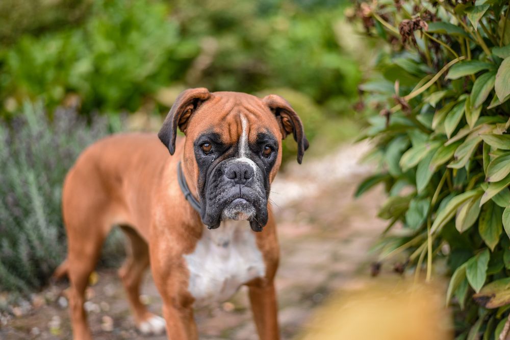 Il Boxer