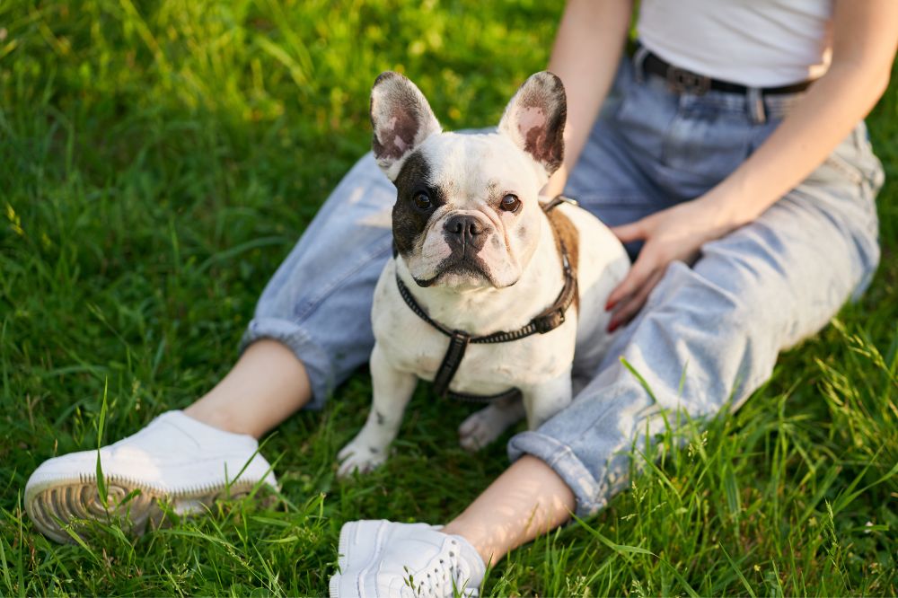 Il Bulldog Frances
