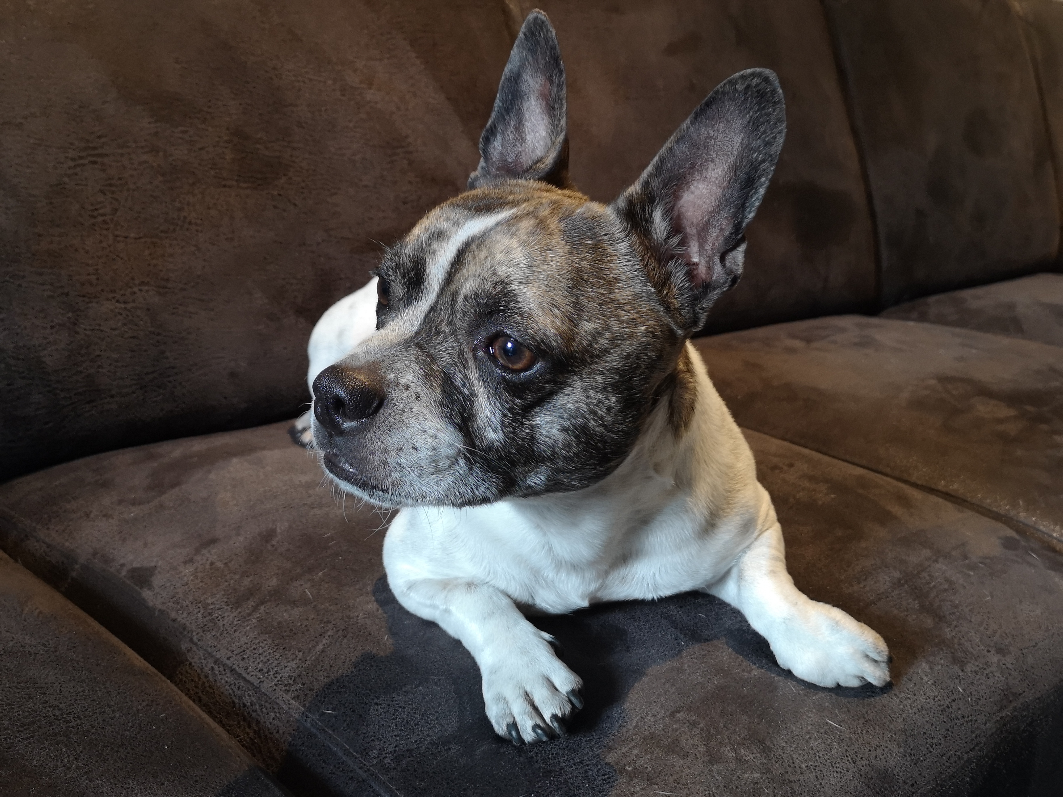 Chibull,Is,Lying,On,The,Couch,,French,Bullhuahua