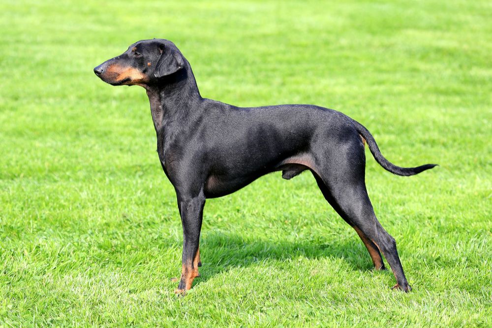 Maladies de Terrier de Manchester