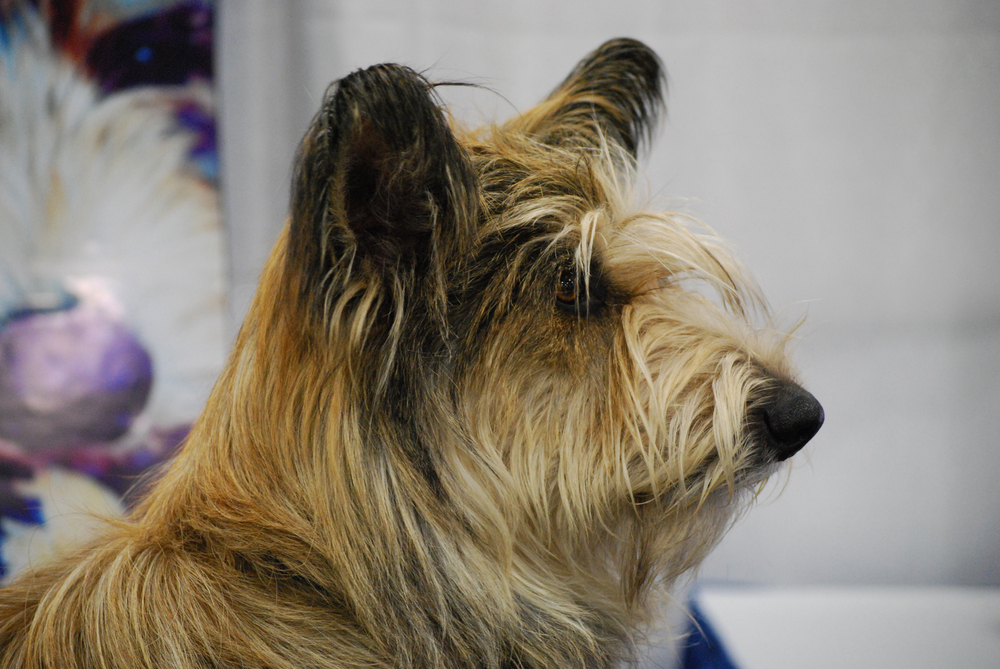 Side,Profile,Of,A,Berger,Picard,Dog