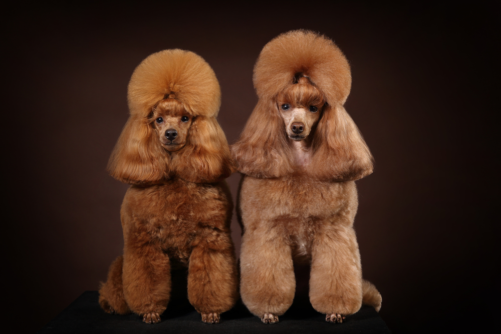 Studio,Portrait,Of,A,Red haired,Dwarf,Poodle,In,Studio,On