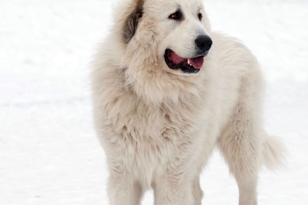 Maladies du Mastiff des Pyrenee