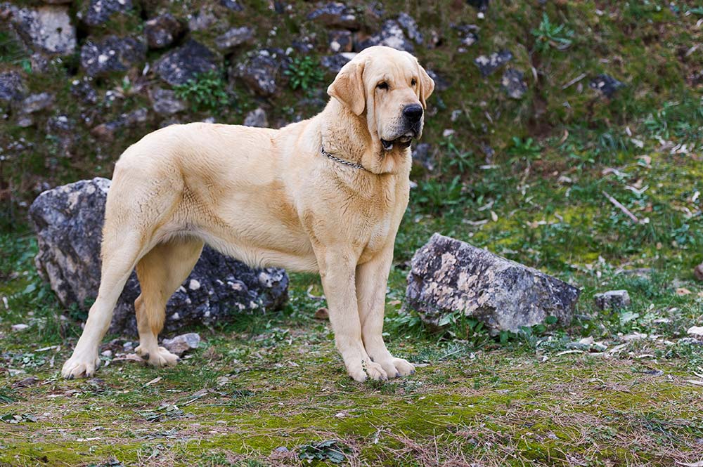 Mastino spagnolo il protettore maestoso