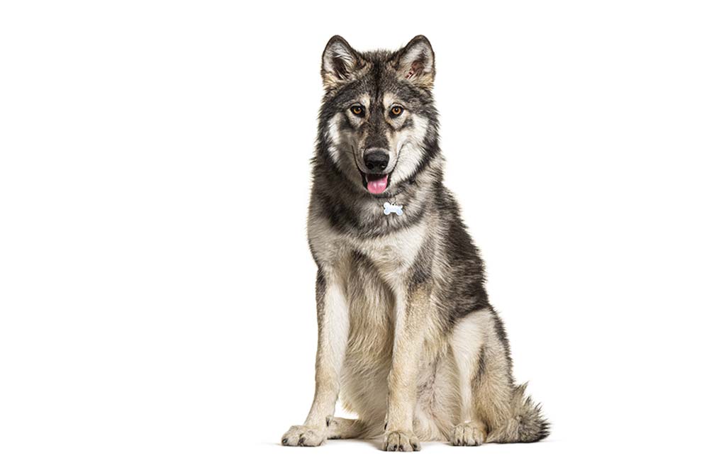 Northern Inuit Caracter del Northern Inuit