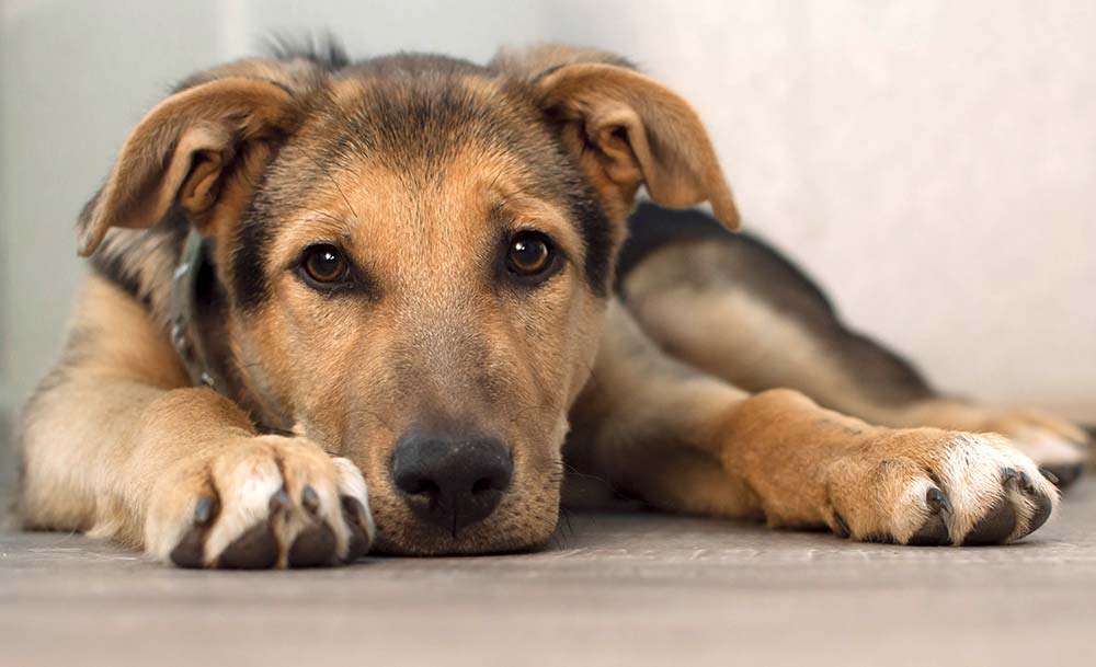 Opzioni trattamento cancro alla prostata nei cani