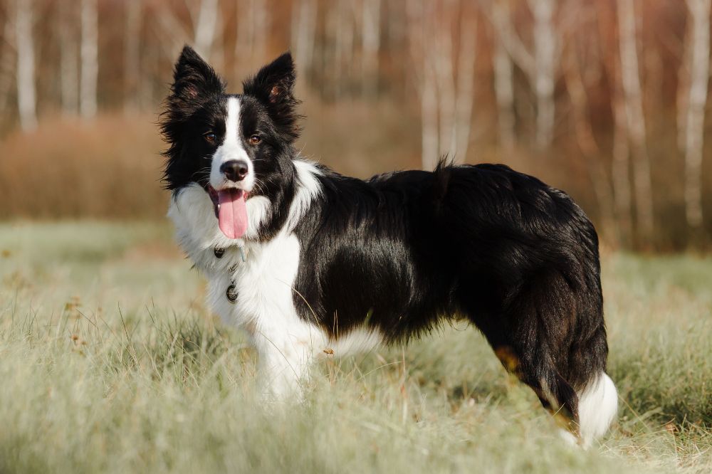 Perche i cani di razza scozzese sono ottimi animali domestici