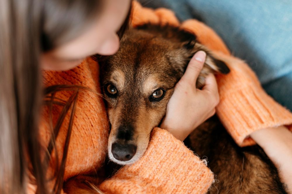 Prevencion de los tumores en perros consejos y recomendaciones