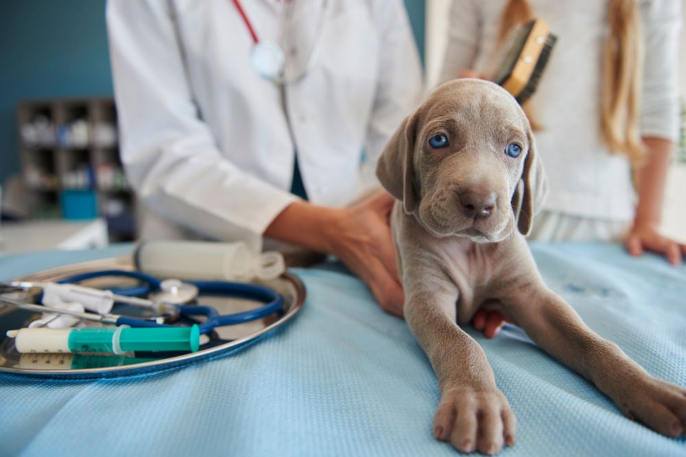 Prevention de la diarrhee sanglante chez les chien