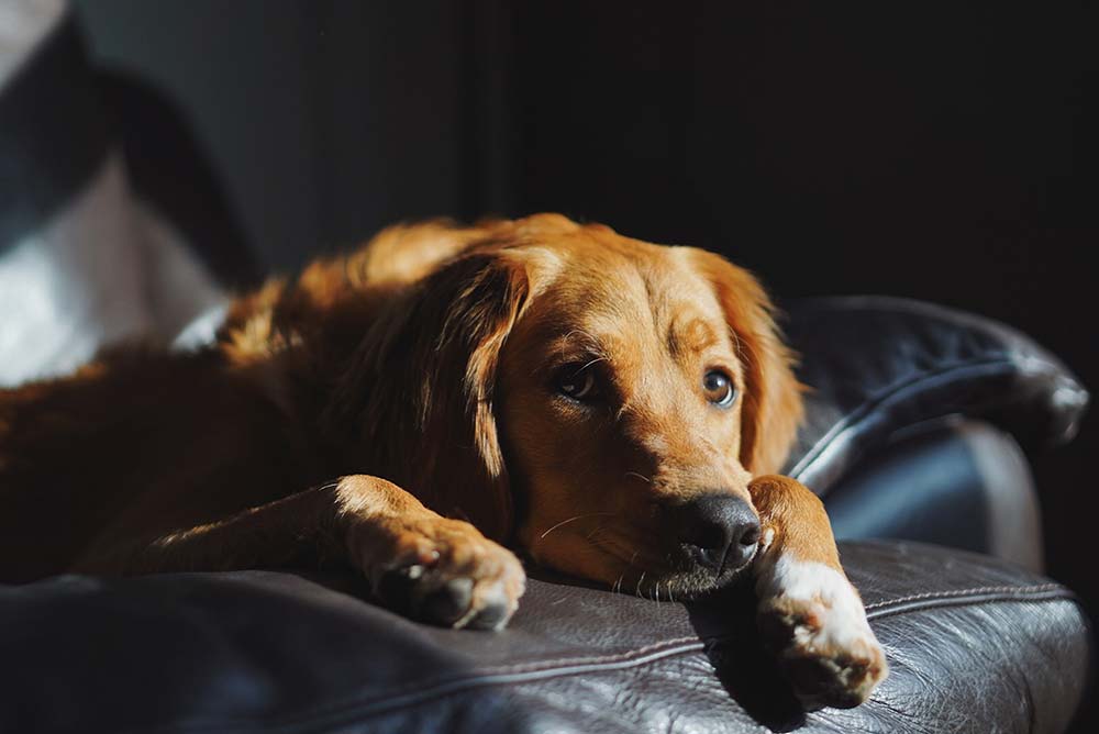 Prevenzione del cancro alla prostata nei cani