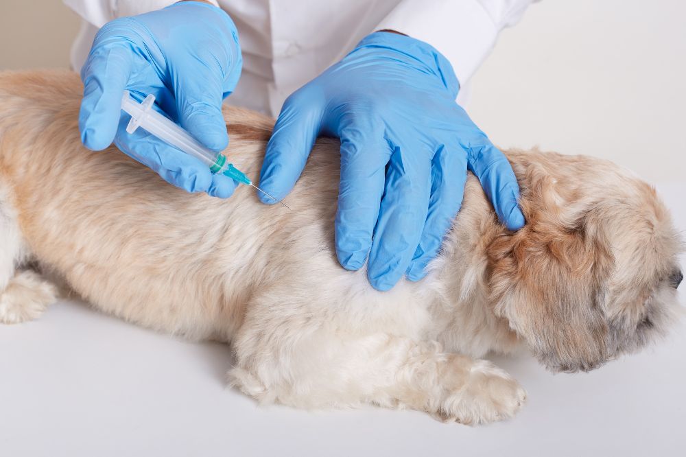 Prevenzione del raffreddore nei cani