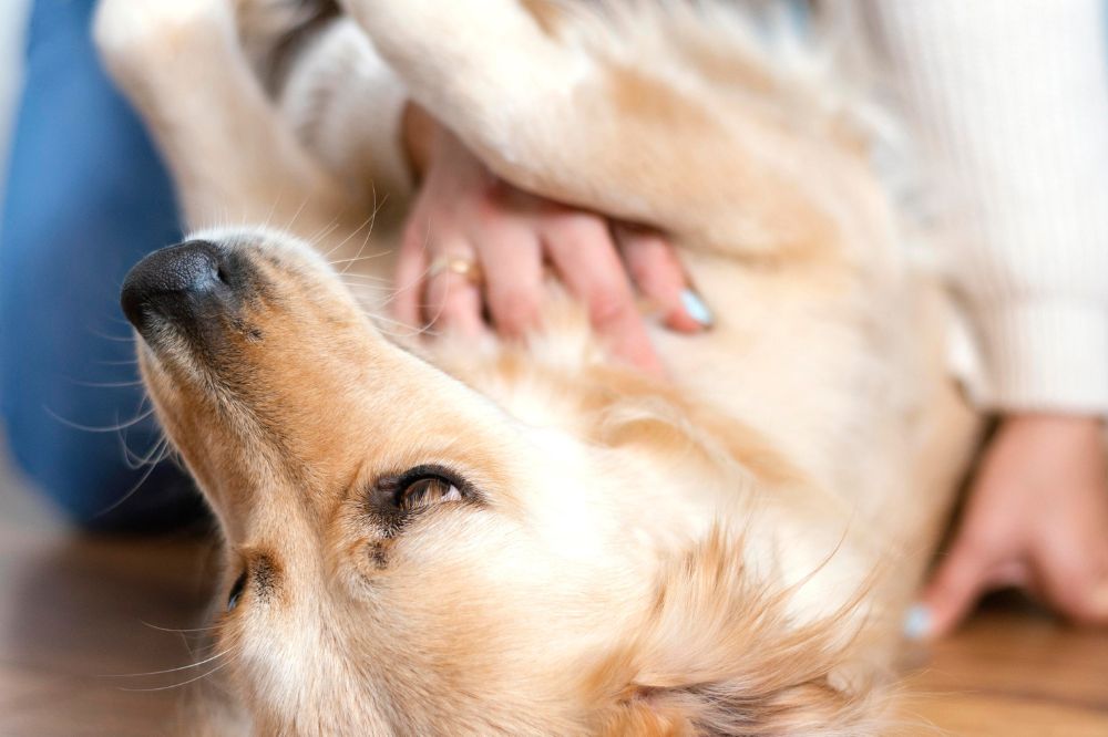 Prevenzione della filariasi canina