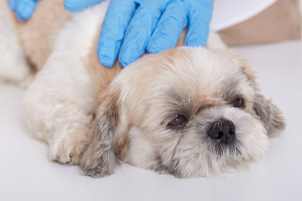 Prevenzione dellepatite nei cani