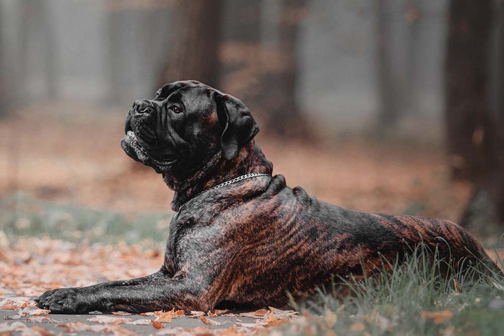 Problemas Bullmastiff