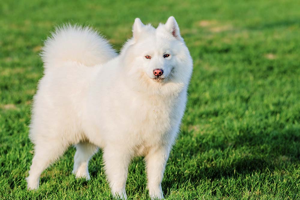 Problemas Kishu inu