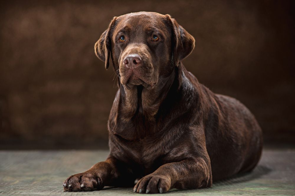 Problemas de salud comunes del Dogo de Burdeos