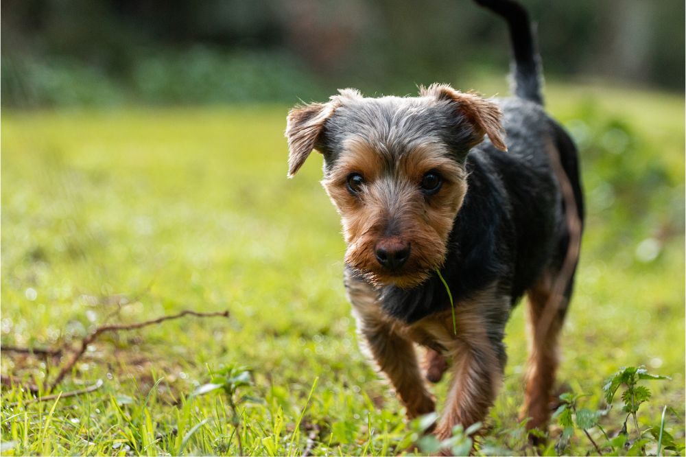 Problemas mas comunes del Fox Paulistinha o Terrier Brasileno