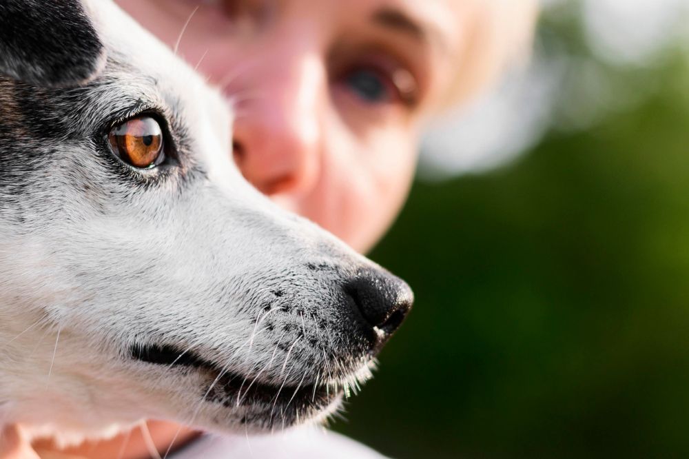 Problemas mas comunes del Fox Terrier de pelo liso