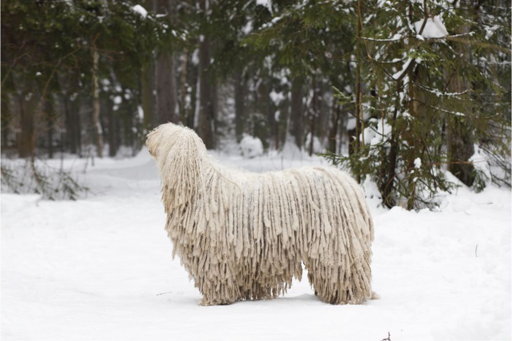 Problemas mas comunes del Komondor