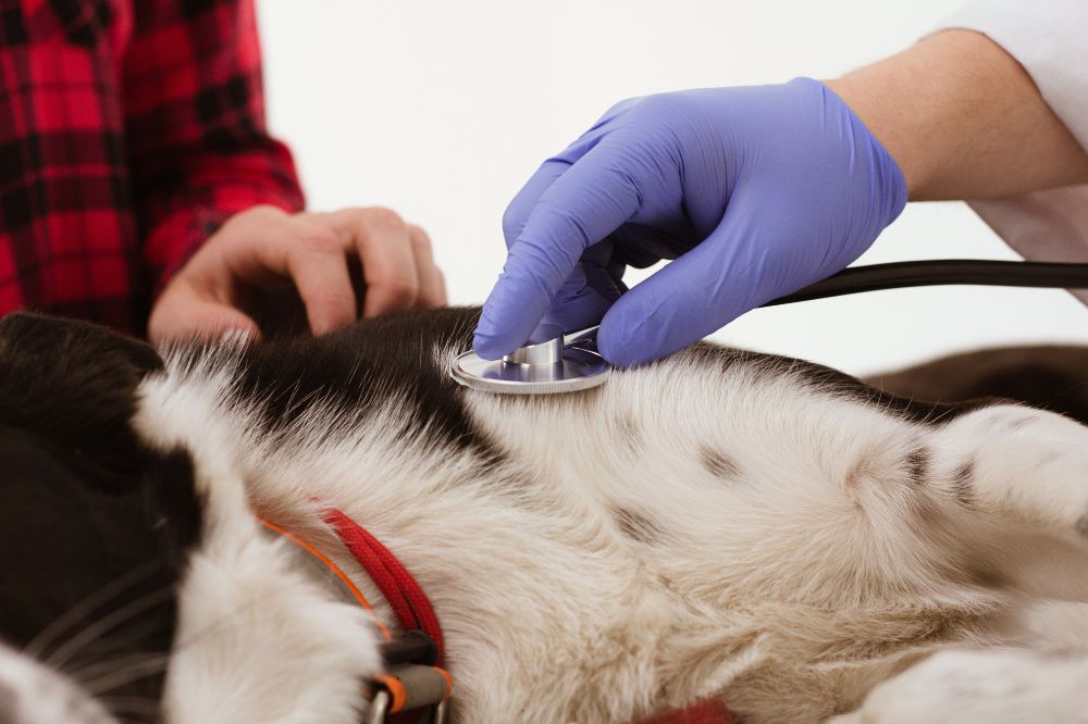 Quali cani sono piu inclini allintolleranza alimentare