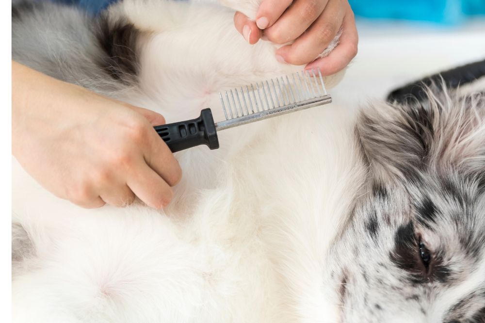 Quali danni possono causare le pulci nei cani