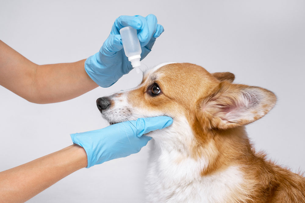 Quando andare dal veterinario