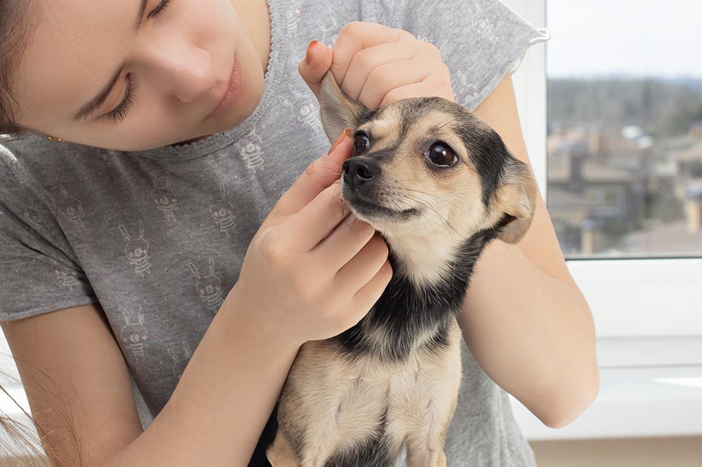 Rilevare segni di problemi orecchie cani