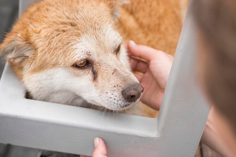 Risque de cancer chez les chiens exposes a la fumee de tabac