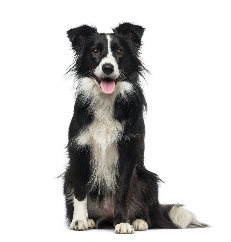 Border,Collie,(,Years,Old)