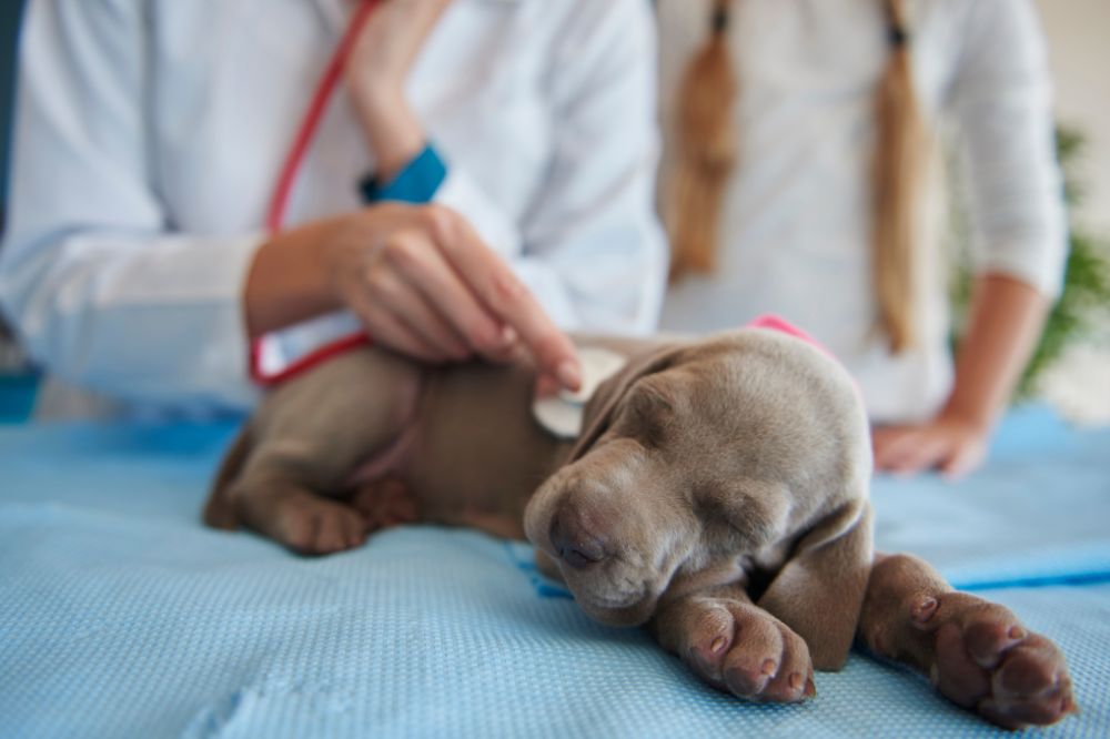 Signes de problemes hepatiques chez le chien et quand consulter un veterinaire