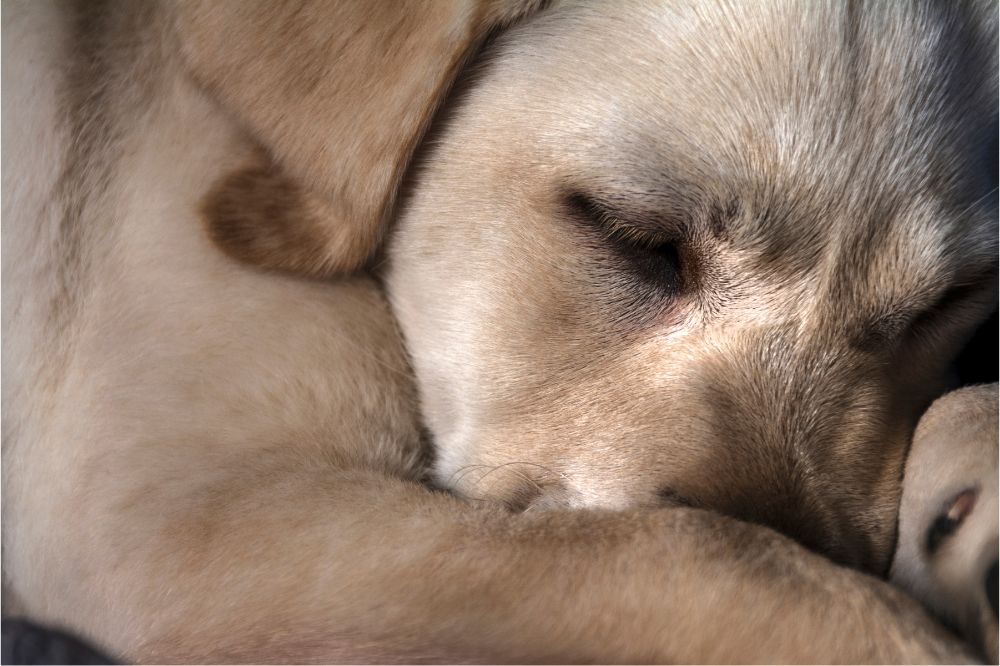 Sintomas de la conjuntivitis canina