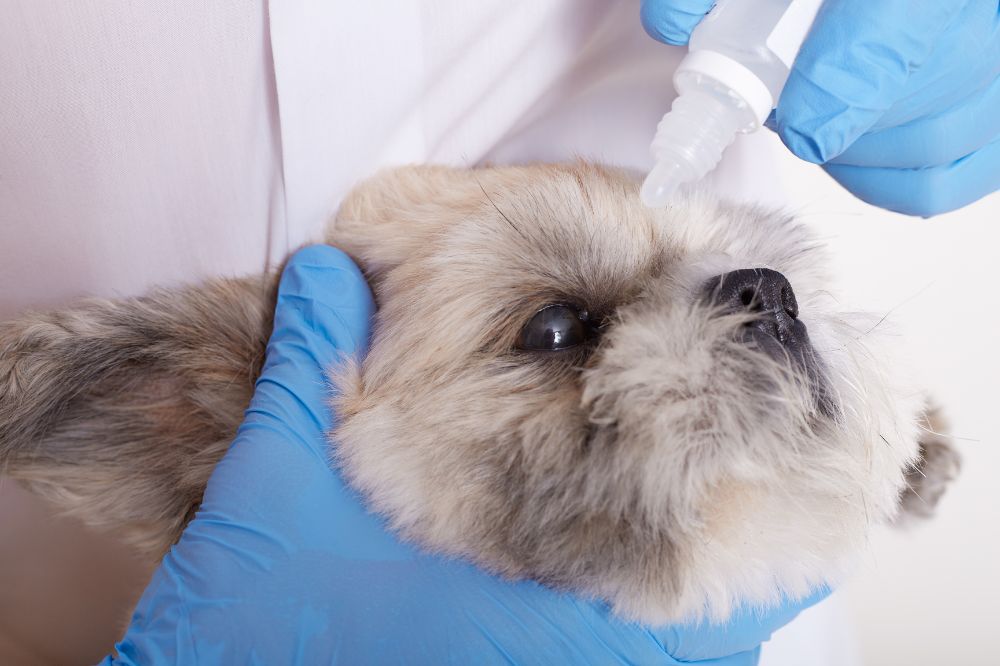 Sintomas de la hepatitis canina