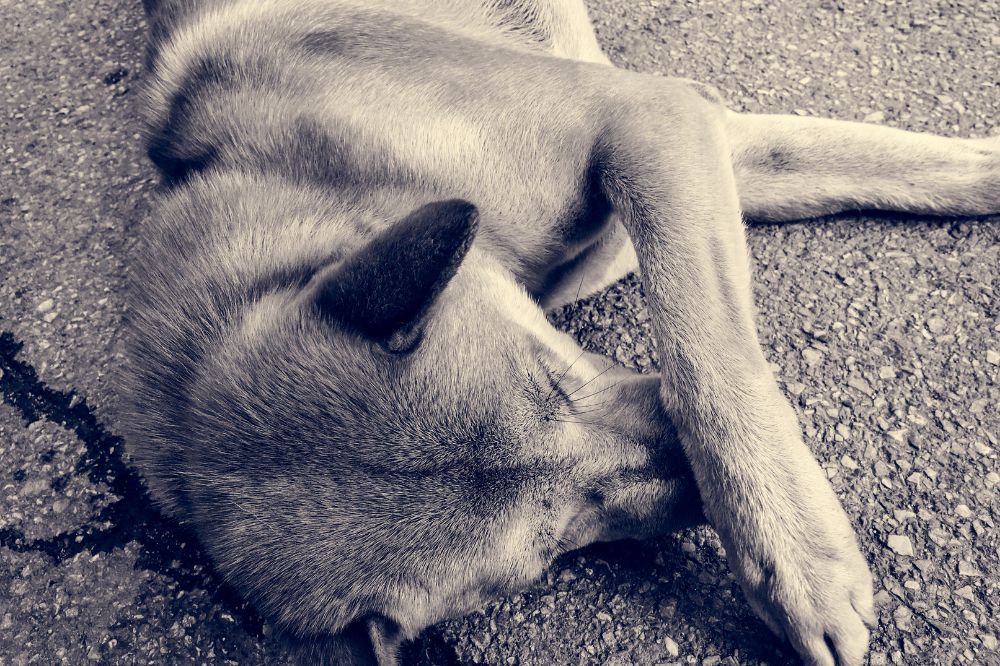 Sintomas de la leptospirosis canina