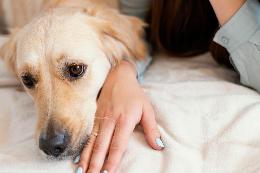 Sintomas de la mastitis en perros