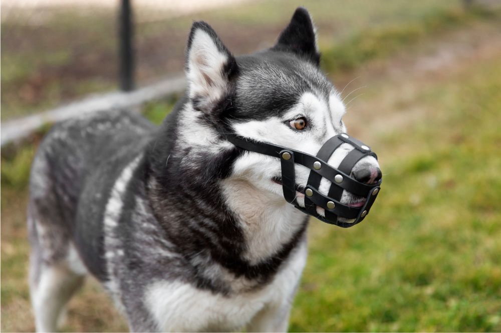 Sintomas de la rabia en perros