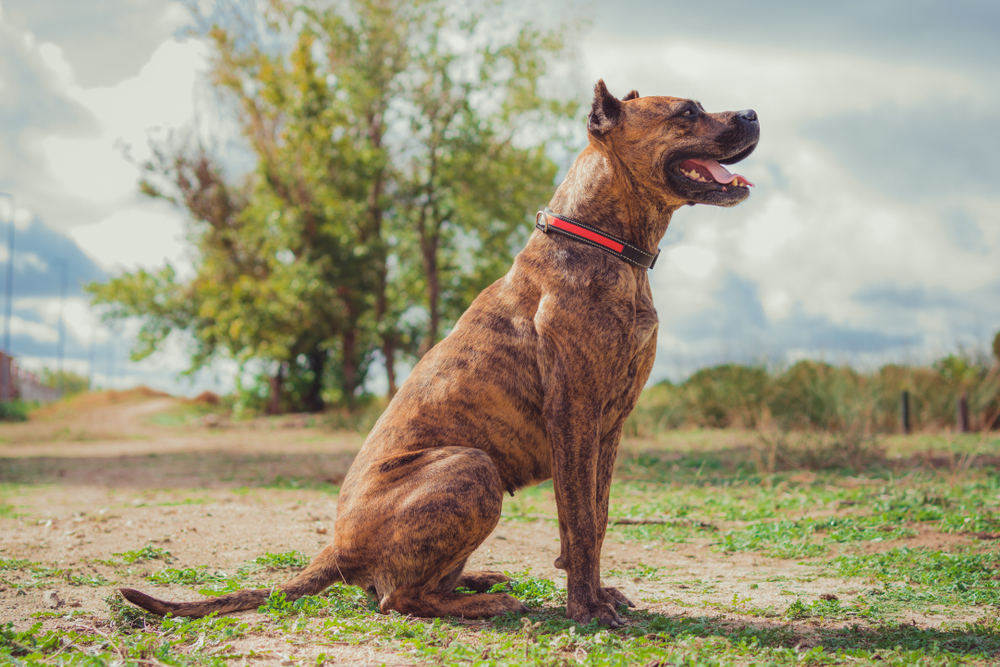 Beautiful,Spanish,Alano,With,Pedigree