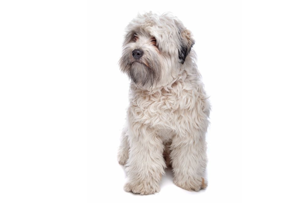 Temperament du petit chien lion