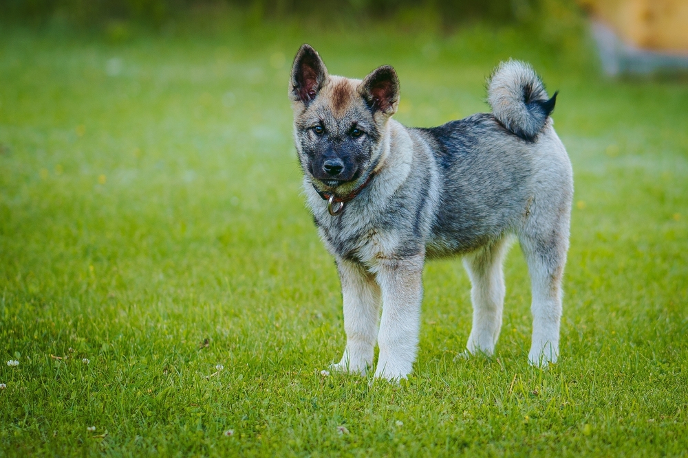 Norwegian,Elkhund,Puppy,In,Park