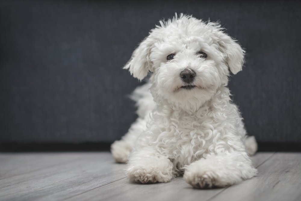 Happy,Purebred,Bichon,Frise,Dog,Laying,On,The,Floor ,Funny