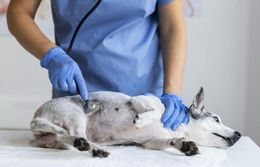 Trattamento del cancro polmoni nei cani