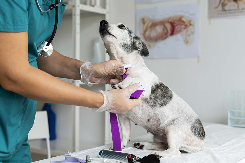 Trattamento della pancreatite nei cani