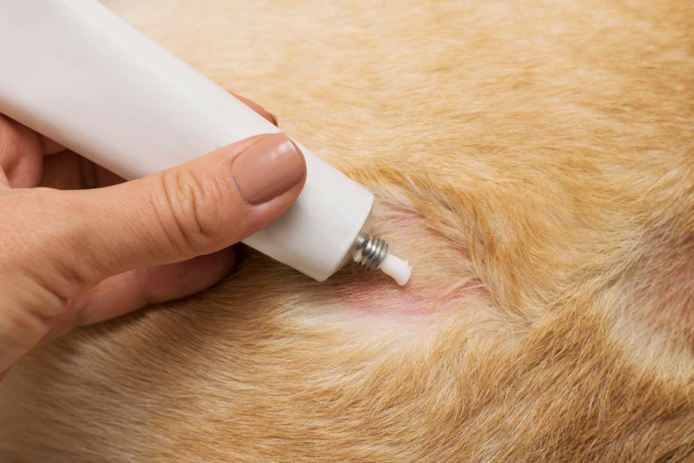 Trattamento della rogna canina
